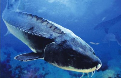 ​世界上最大的淡水鱼是什么鱼（什么淡水鱼能长一米多）