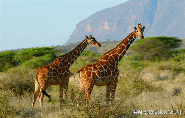 长颈鹿属于鹿类吗(长颈鹿属于什么类动物)