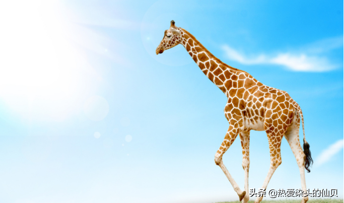 长颈鹿属于鹿类吗(长颈鹿属于什么类动物)