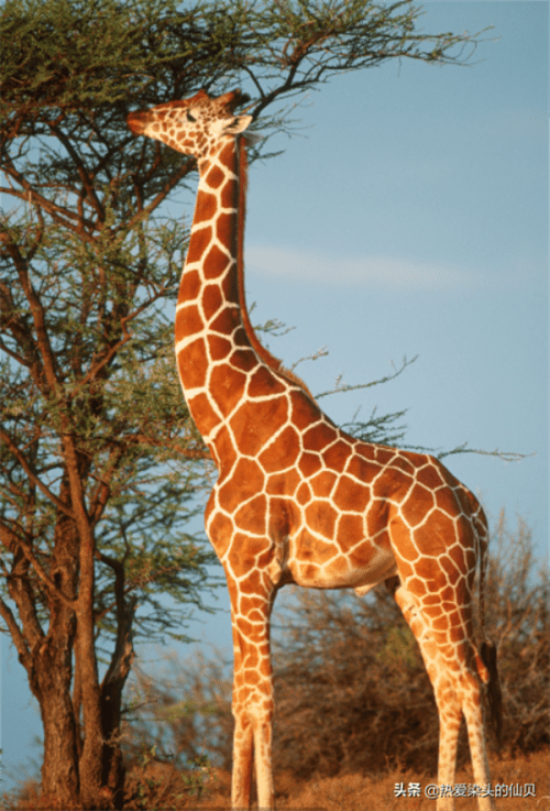 长颈鹿属于鹿类吗(长颈鹿属于什么类动物)