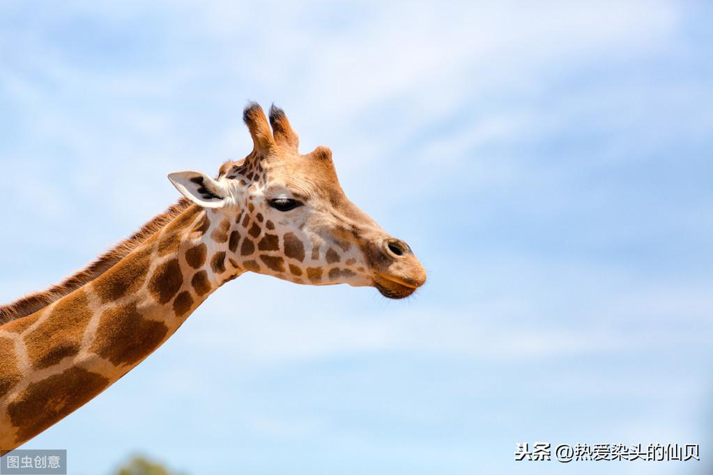 长颈鹿属于鹿类吗(长颈鹿属于什么类动物)