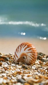 ​中国最早的青霉素 陈芥菜卤 青霉素