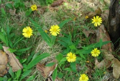 ​农村这些常见的野草，最后一种被当作害草，其实它们可入药价值高