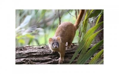 高鼻梁的方法(四个步骤打造完美高鼻梁)