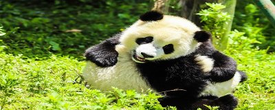 ​中国的国宝是什么