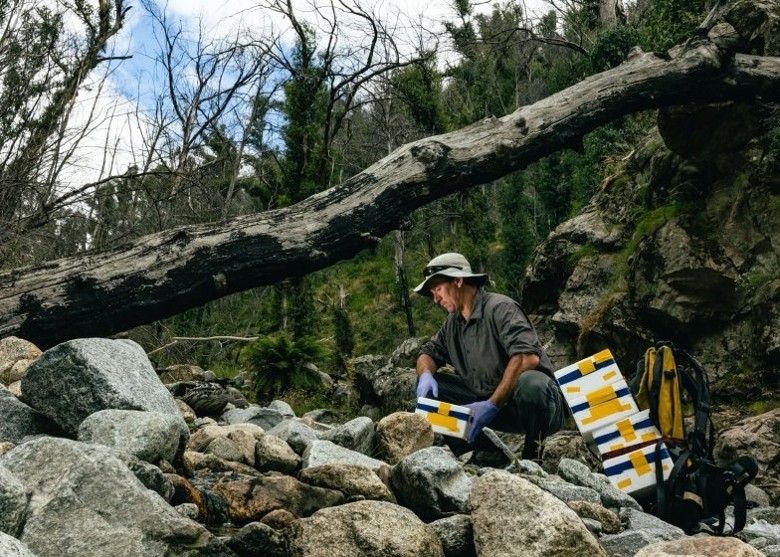 澳洲新南威尔士省重启拯救项目 放归极危斑点树蛙