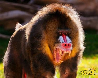 ​世界上最大的猴子是大猩猩还是山魈（最大的猴子是山魈）