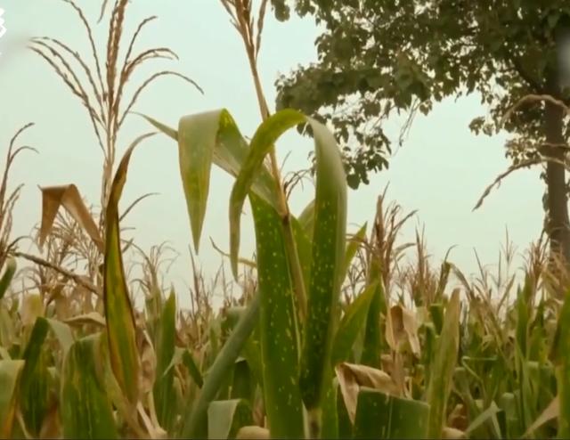 朱之文回忆北漂时住猪圈吃树芽 朱之文成名后痛苦(25)