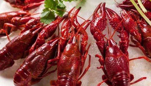 小龙虾季节几月到几月,小龙虾季节几月到几月最肥图4