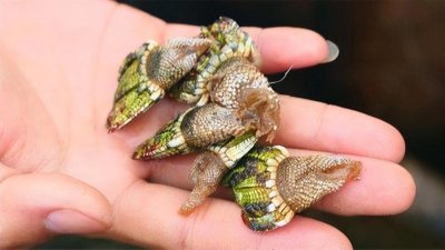 “寄生恶魔”藤壶有多可怕?被人类当成美味,却把鲸鱼折磨到疯