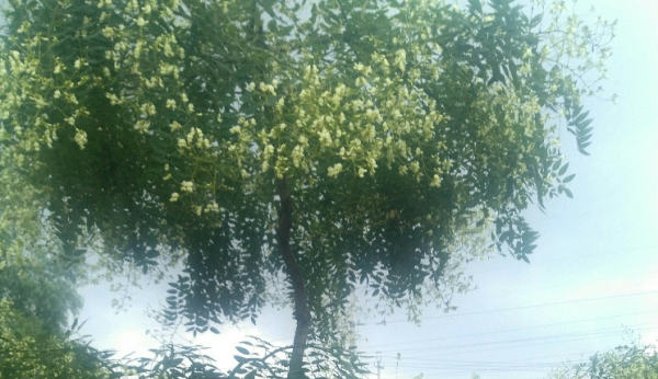 西安的市花是什么名字,西安市市花图3