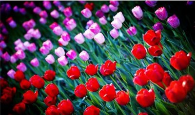 西安的市花是什么名字,西安市市花