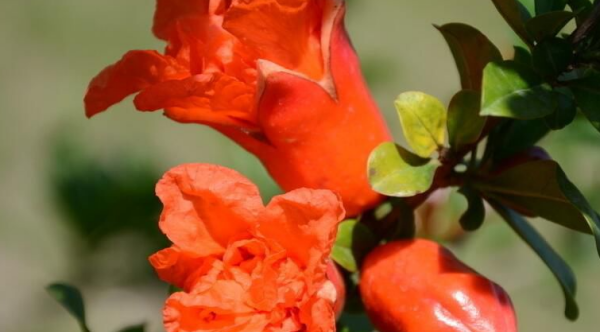 西安的市花是什么名字,西安市市花图2