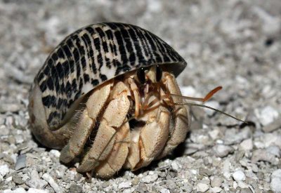 寄居蟹(寄居蟹会冬眠吗)