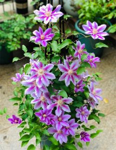 适合新手养殖的铁线莲 —经典,皮实好养,丰花勤花,花朵又大又美