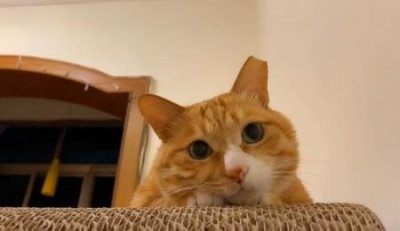 ​什么乌龟寿命最长好养寿命最长的龟10大排行榜