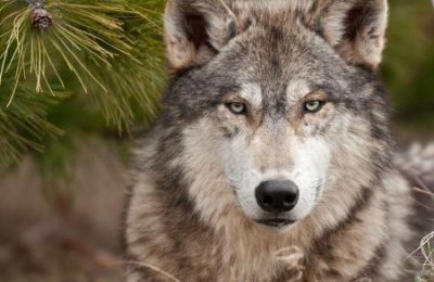 ​研究发现：狼在阿拉斯加岛上消灭鹿然后迅速转向吃海獭