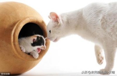 ​虎皮鹦鹉表示友好的叫声，虎皮鹦鹉表达友好的叫声