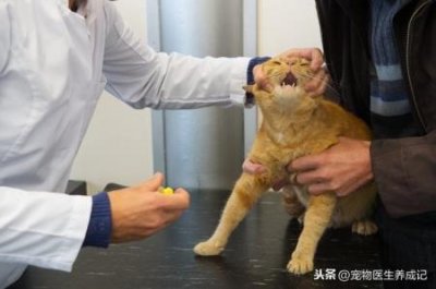 ​玉米蛇奶昔，玉米蛇奶昔多少钱一只