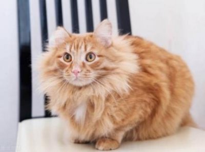 ​猫来了！想领养小猫，了解青岛爱护动物协会及领养驿站的相关情况