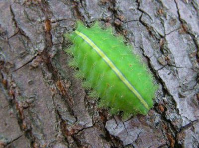 ​动物真的有本能吗？