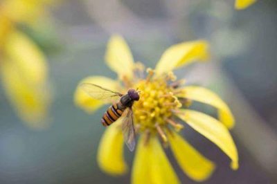 ​史前庞贝古城——被火山灰杀死的三叶虫展现出前所未有的特征