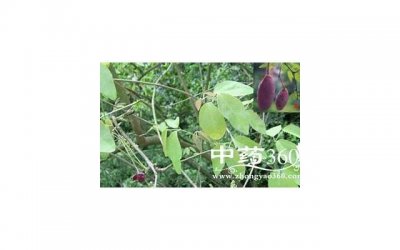 ​地龙的功效与作用及食用方法（干地龙的功效与作用及食用方法）