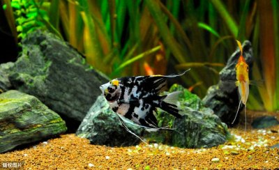 ​冷水鱼有哪些品种（冷水鱼养殖什么品种是最漂亮的）