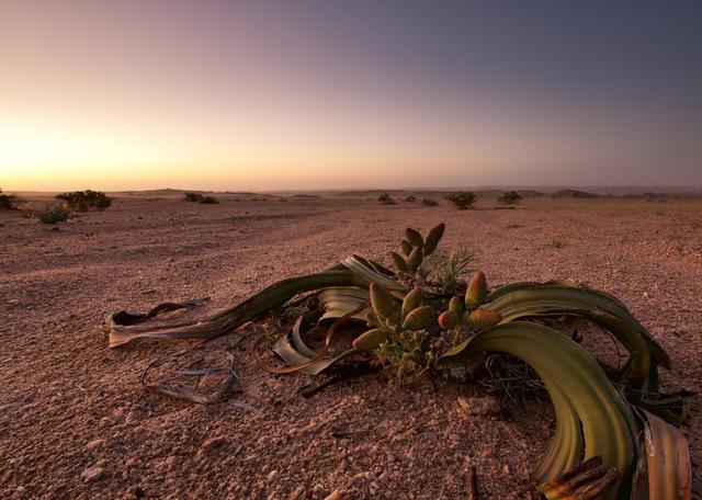 2000年史前大章鱼（沙漠里的大章鱼）(6)