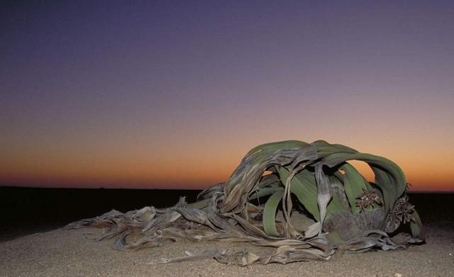 2000年史前大章鱼（沙漠里的大章鱼）(12)