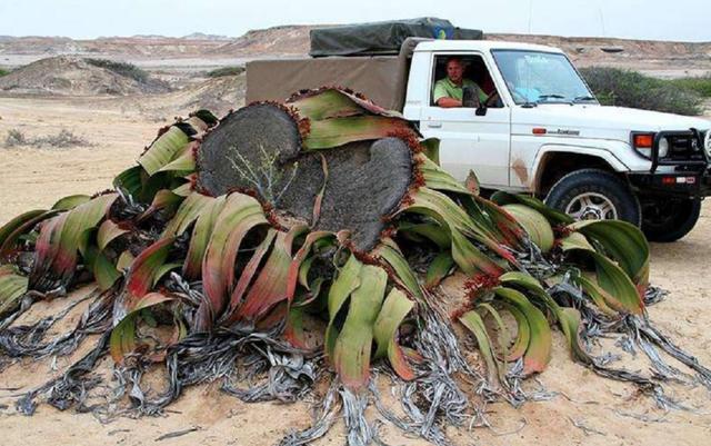 2000年史前大章鱼（沙漠里的大章鱼）(5)