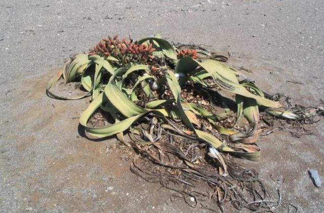 2000年史前大章鱼（沙漠里的大章鱼）(11)