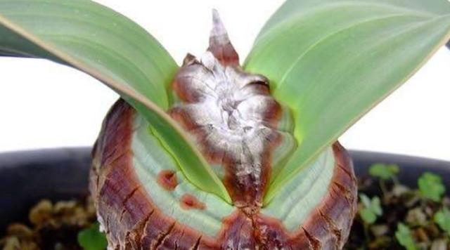 2000年史前大章鱼（沙漠里的大章鱼）(4)