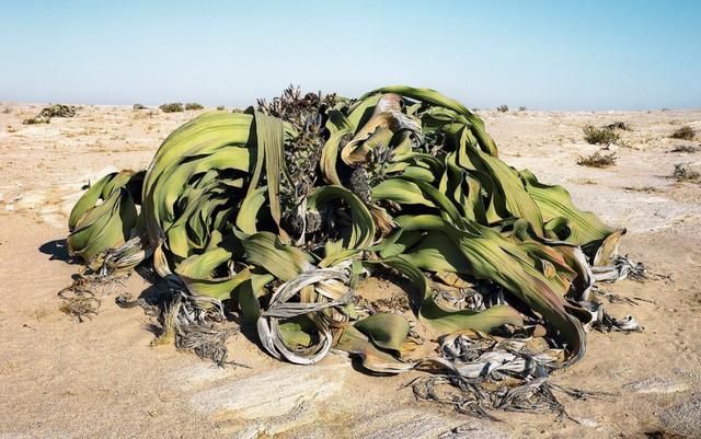 2000年史前大章鱼（沙漠里的大章鱼）(8)