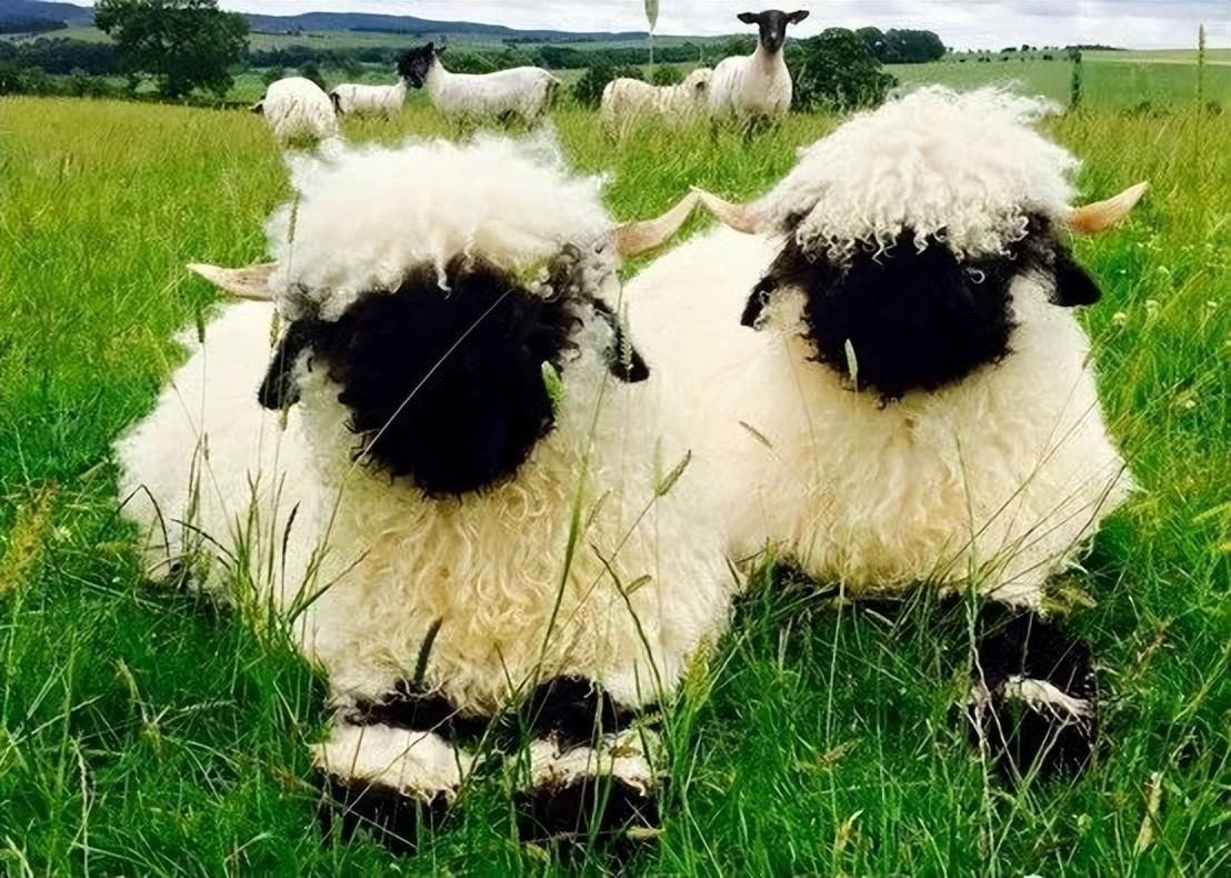 大数据杀熟是啥(大数据杀熟的原因和对策)