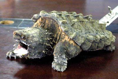 龟的分类及区分方法(常见龟类的鉴别)(7)