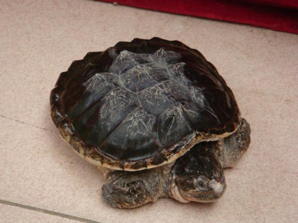 龟的分类及区分方法(常见龟类的鉴别)(8)