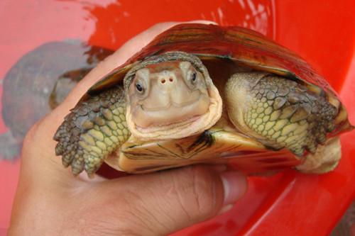 龟的分类及区分方法(常见龟类的鉴别)(1)