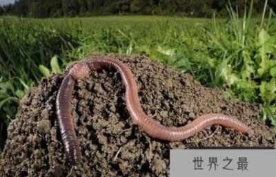 ​世界上没有牙齿的动物排名，蚯蚓排第一，须鲸排第五