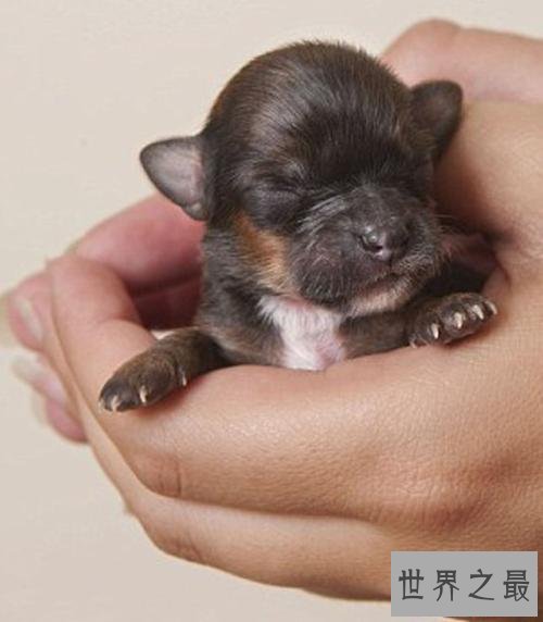 世界最小狗狗名字叫贝尔 身体虽小缺争强好胜