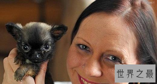 世界最小狗狗名字叫贝尔 身体虽小缺争强好胜