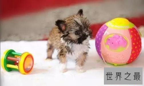 世界最小狗狗名字叫贝尔 身体虽小缺争强好胜