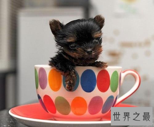 世界最小狗狗名字叫贝尔 身体虽小缺争强好胜