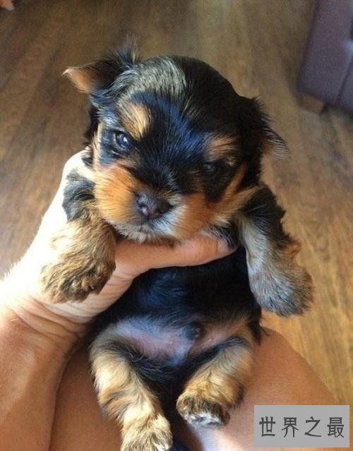世界最小狗狗名字叫贝尔 身体虽小缺争强好胜