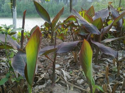 端午节粽子粽叶的种类(端午粽叶大汇总)