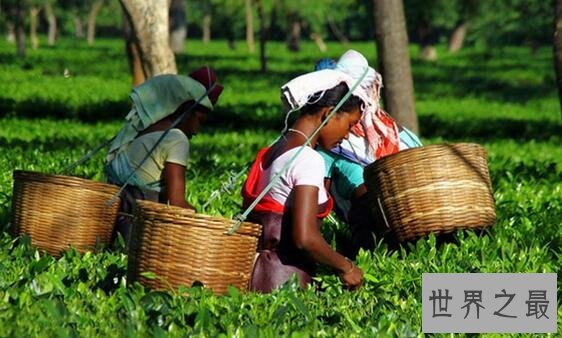 世界四大红茶，中国的祁门红茶位居榜首