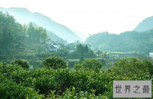 世界四大红茶，中国的祁门红茶位居榜首