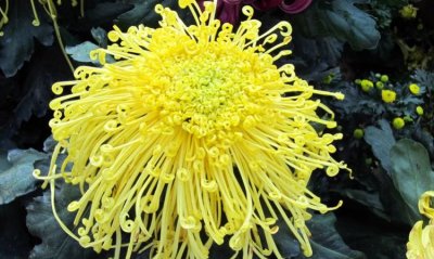 菊花的颜色,菊花有多少种颜色?