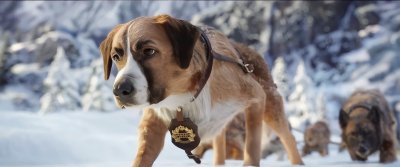 关于雪橇狗的电影(野性的呼唤观影报告)