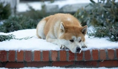 催泪电影排行榜(五部让人哭成狗的催泪电影)